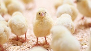 Baby chicks at vaccination age