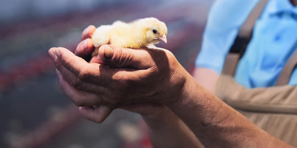 Poultry Producer Holds Healthy Chick In Chicken House