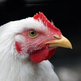 Photo Controlling Coccidiosis in Poultry for 50 Years