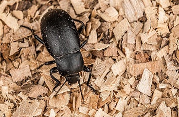 Darkling Beetle In Chicken House