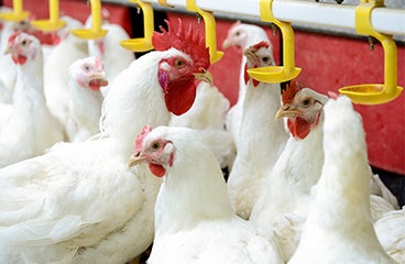 Flock Of Chickens Protected From Infectious Bursal Disease