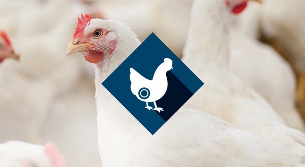 Healthy Chicken Flock Protected With Elanco Intestinal Integrity Product Icon Overlay