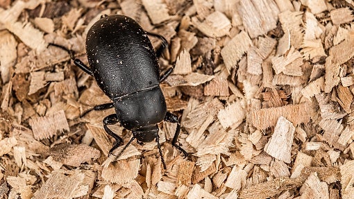 Darkling beetles can lay 200 to 2,000 eggs in their short 3-month life