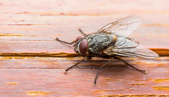 House Fly Attracted By Agita Insecticide Spray