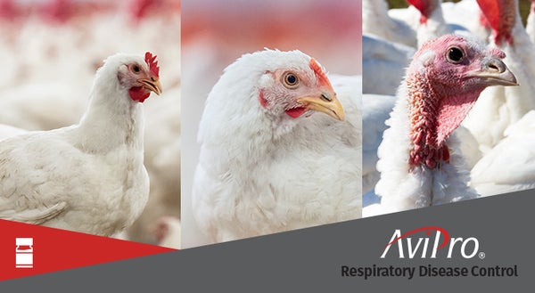 AviPro Respiratory Disease Control Logo Overlay On Chickens And Turk