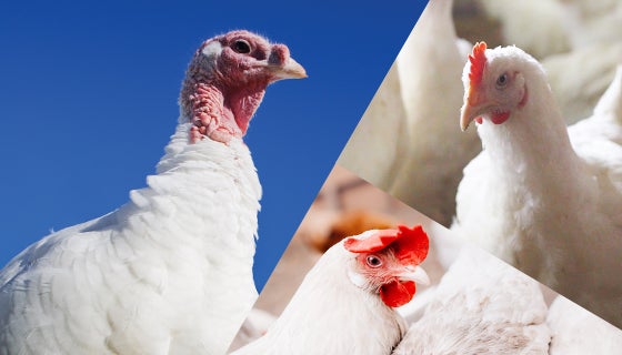 Turkeys And Chickens Treated With Autogenous Vaccines