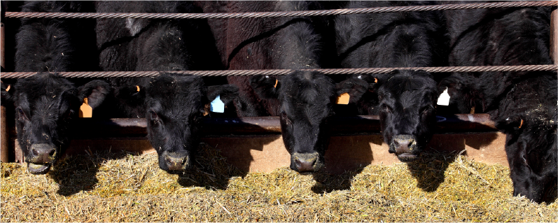 photo beef cattle feeding