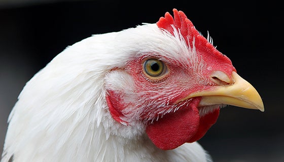 Chicken Protected From Coccidia