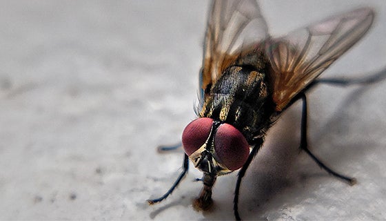 House fly Controlled With Neporex