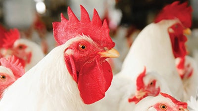 Healthy Chickens Protected By Elanco Disease Prevention Products