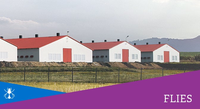 Poultry Houses With Flies Insecticide Icon Overlay