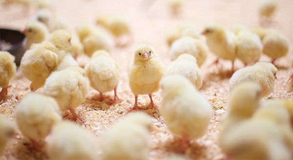Chicks Raised With Salmonella Control Products