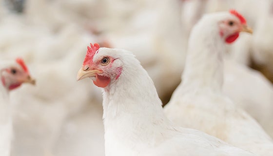 Broiler Chickens Protected From Coccidiosis