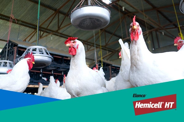 Flock of chickens with Elanco Hemicell® Logo