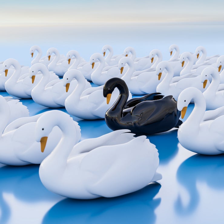 Black swan around white swans 