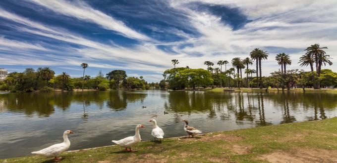 Patos caminando junto a un lago rodeado de palmeras en los Bosques de Palermo, Buenos Aires.