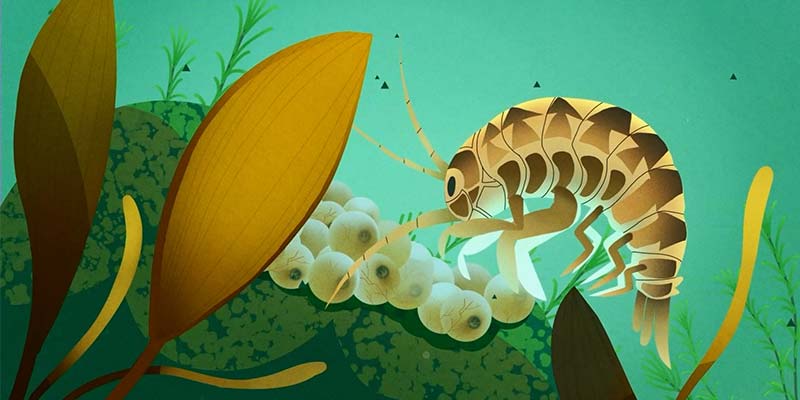 Animated image of non-native invasive species