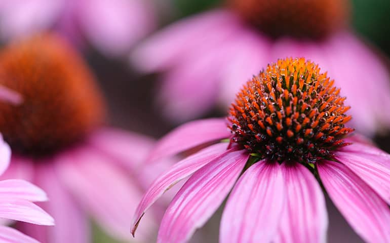 Our Echinacea Story