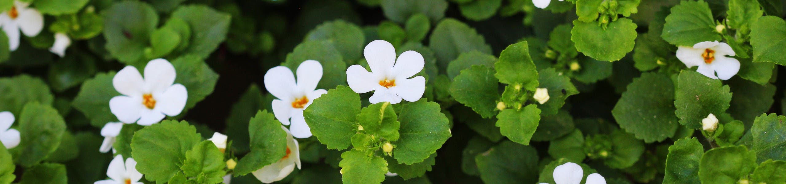 Bacopa monnieri plant and flowers