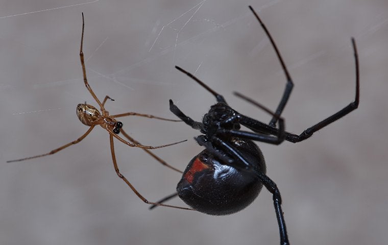male and female black widow spider