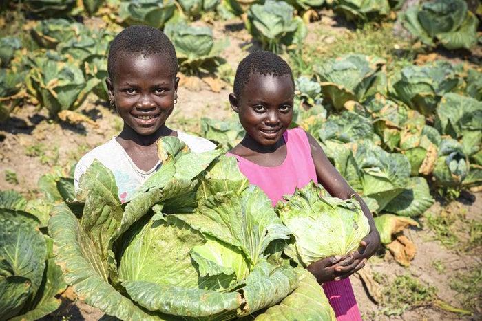 Two young children stand in a cabbage patch smiling as they hold up large cabbage heads.