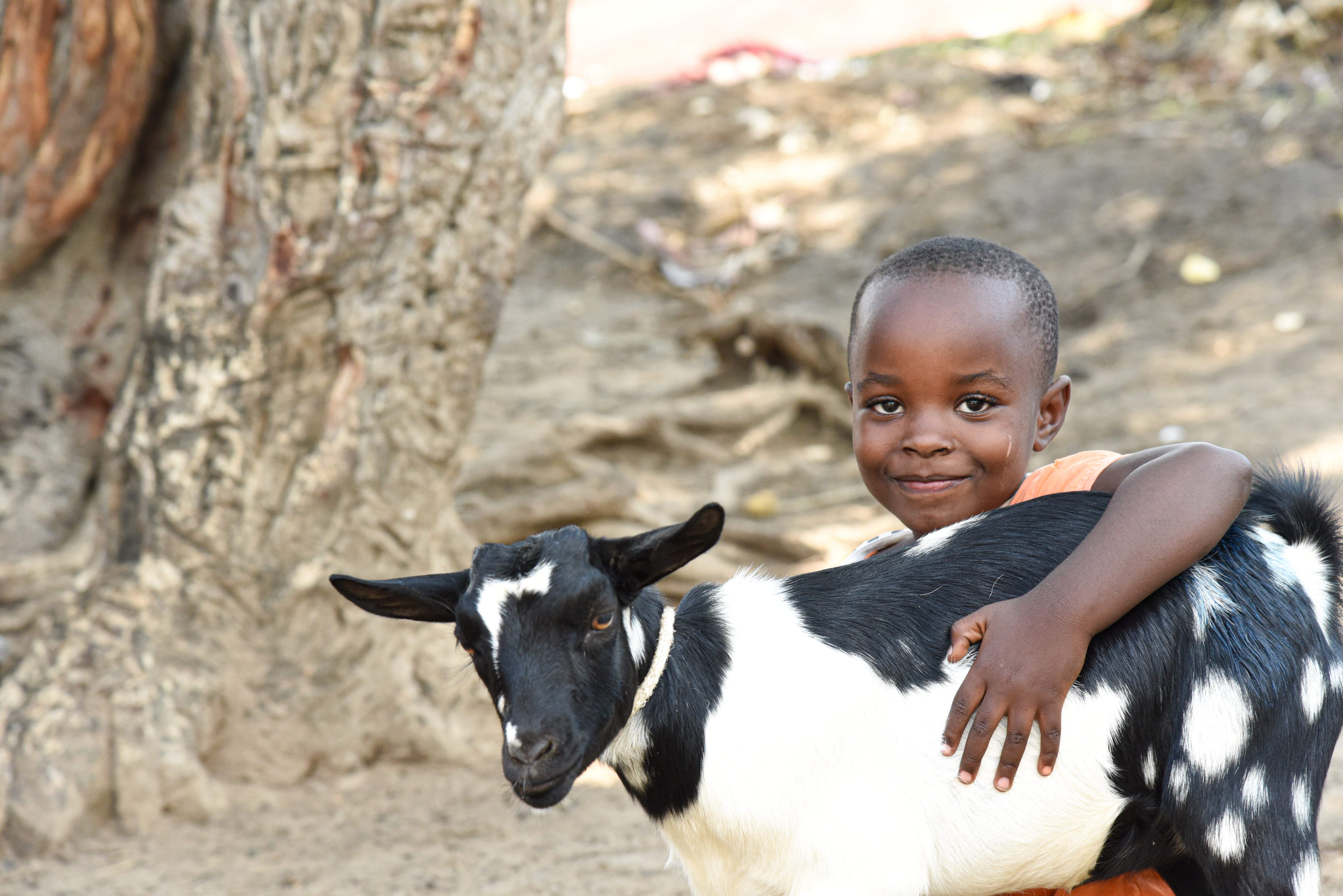 In the Democratic Republic of the Congo, a young boy smile with a baby goat. 