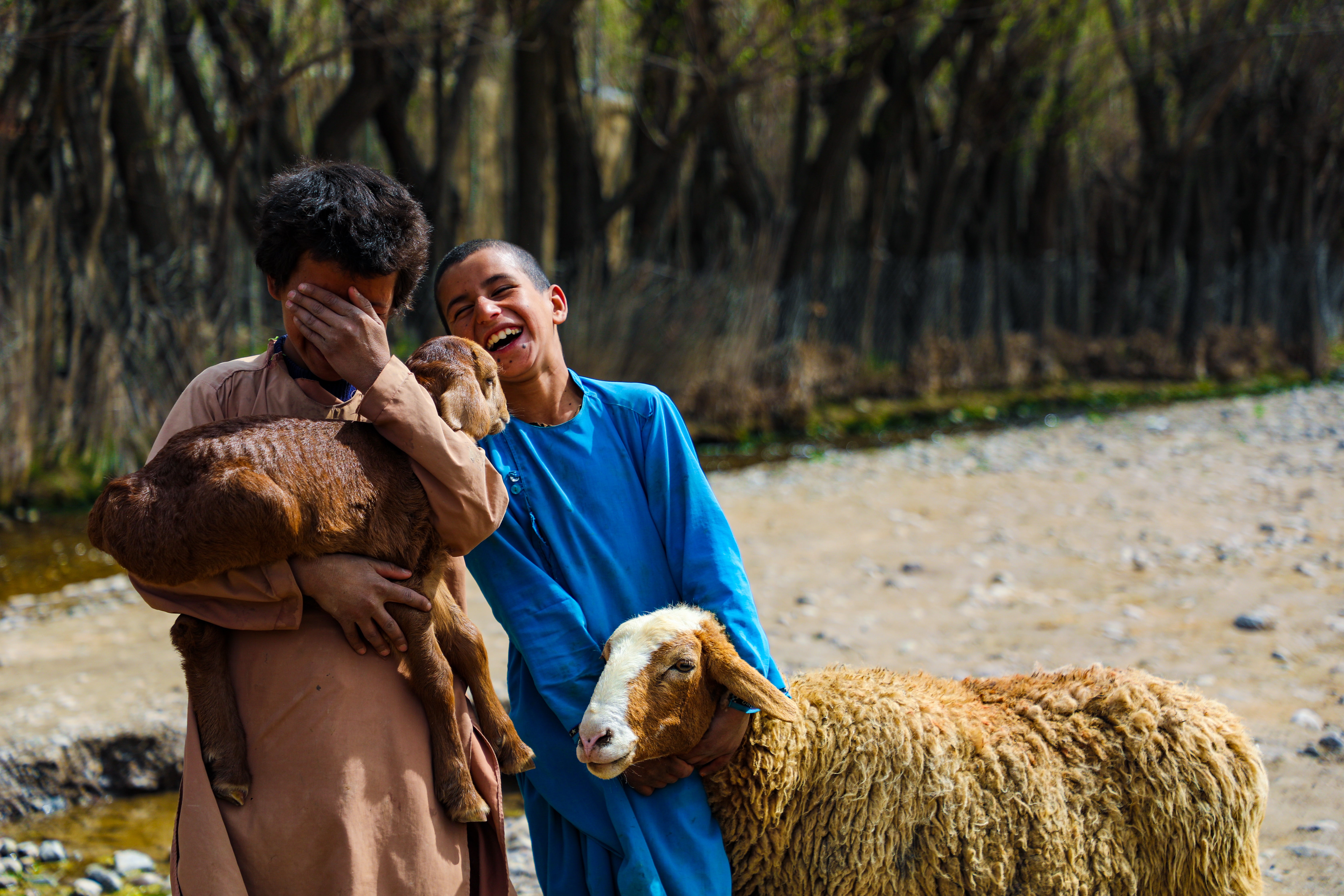 In Afghanistan, two boys laugh with one another. One boy covers his face with his hand and holds a lamb, the other has his hand on a sheep. 