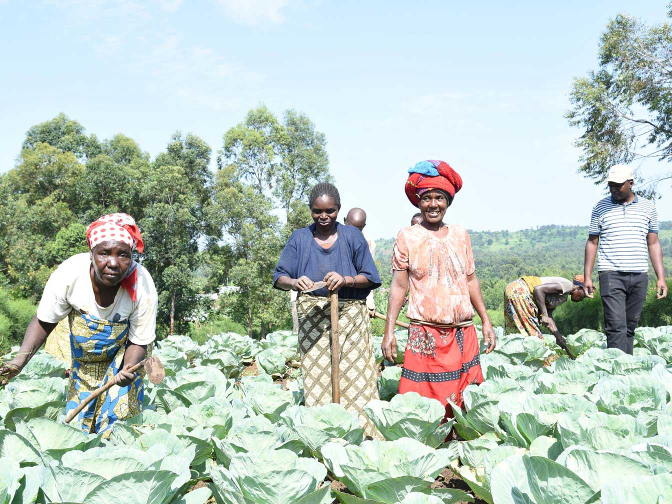 A group of farmers at work in a cabbage patch, posing for a photo.