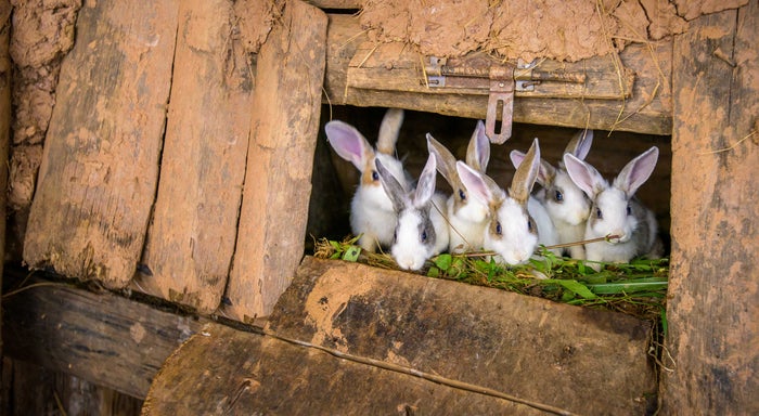 A photograph of rabbits in a wooden animal home.