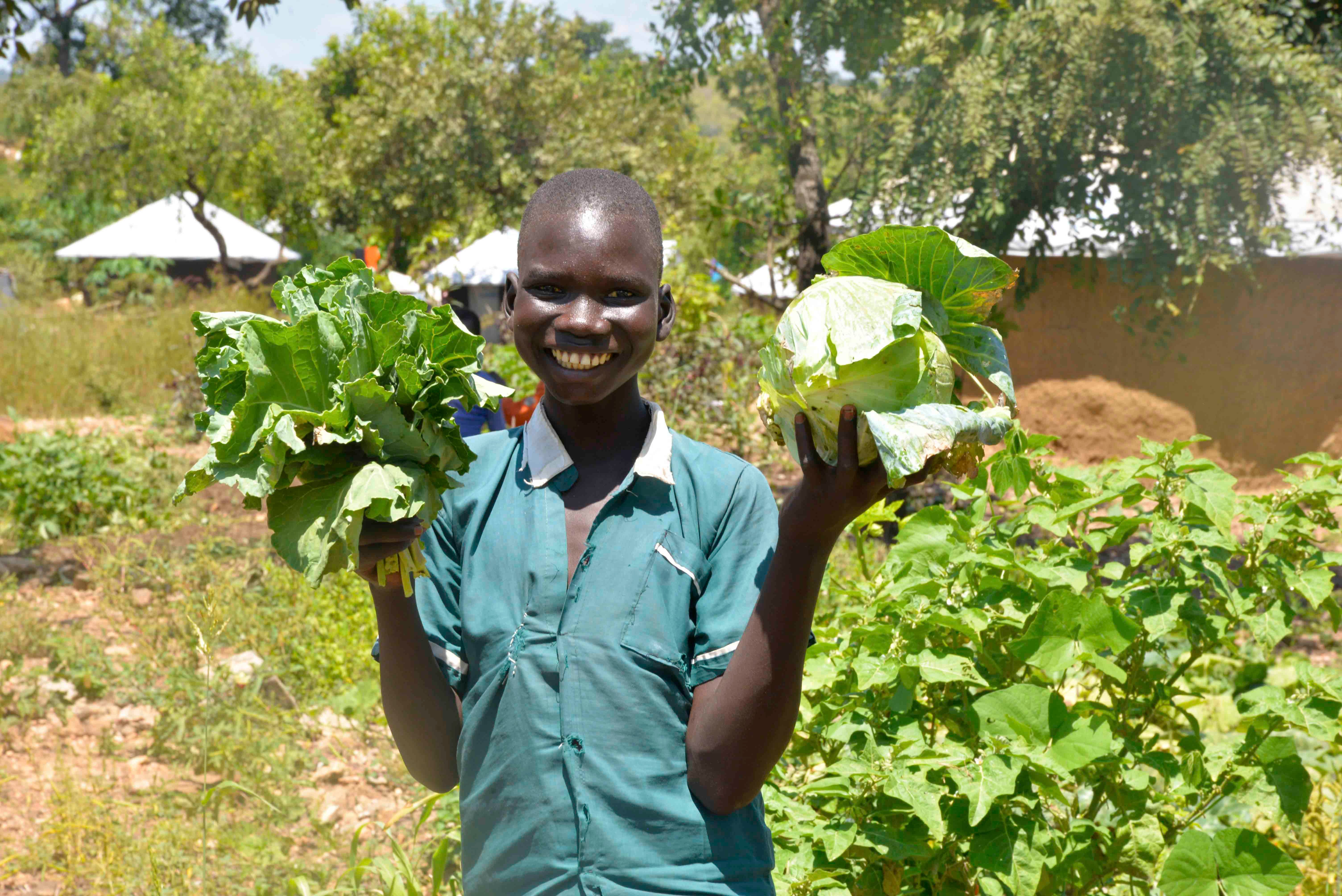 Cabbage harvest was great in Binza, DRC