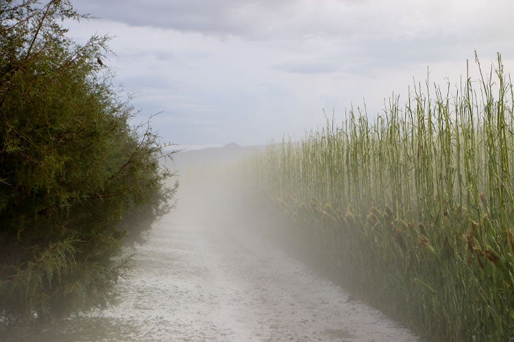 New Jersey Crop Hail Insurance