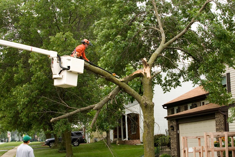 Does Homeowners Insurance Cover Tree Removal