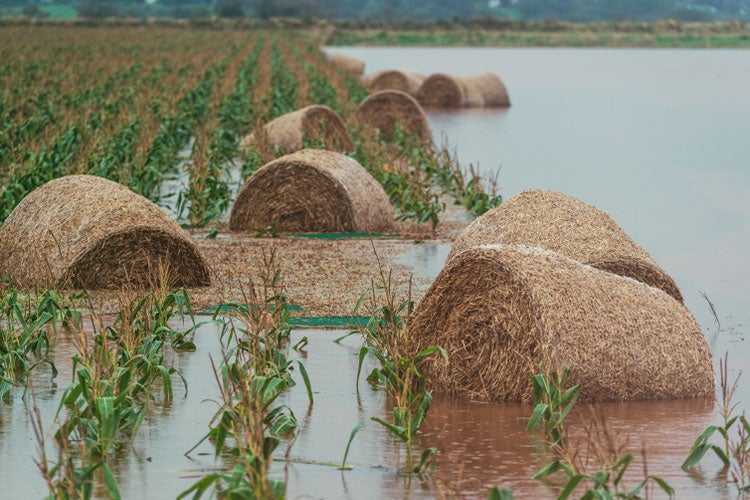 New Jersey Field Crop Insurance