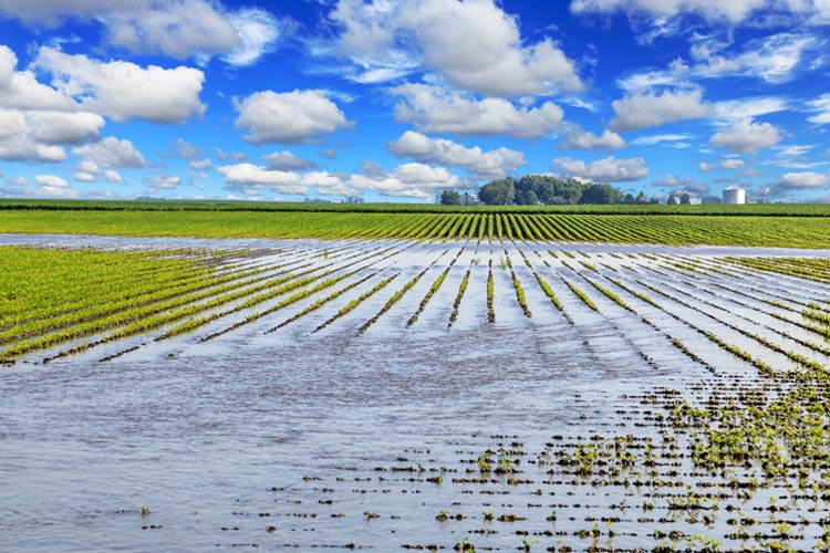 Does crop insurance cover flooding in New Jersey