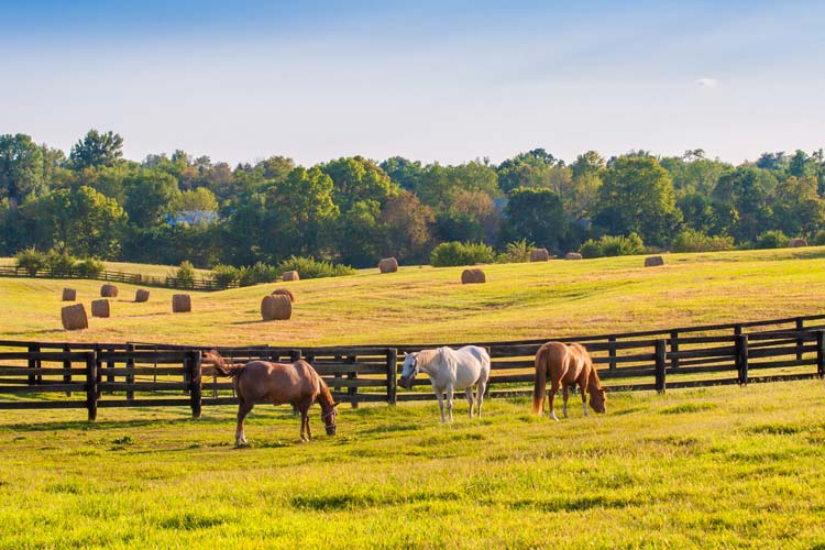 How to insure a horse farm in South Carolina