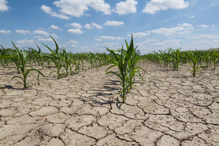 Does Crop Insurance Cover Drought in Mississippi