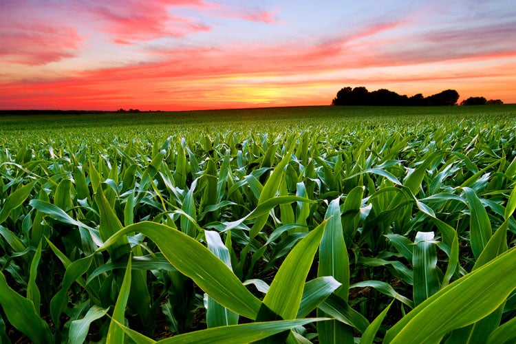 Is Crop Insurance Tax Deductible In Illinois