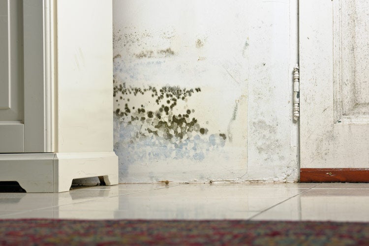 Does Homeowners Insurance Cover Mold In South Carolina