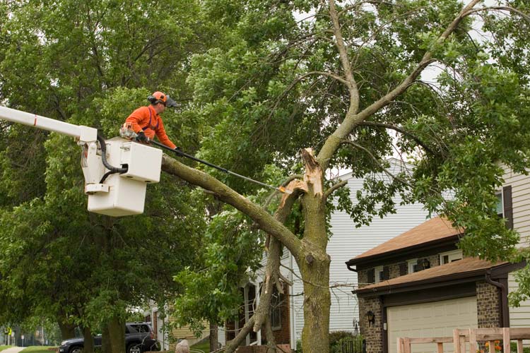 Does homeowners insurance cover tree removal after a storm in Mississippi
