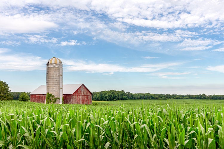 Tennessee Corn Farm Insurance