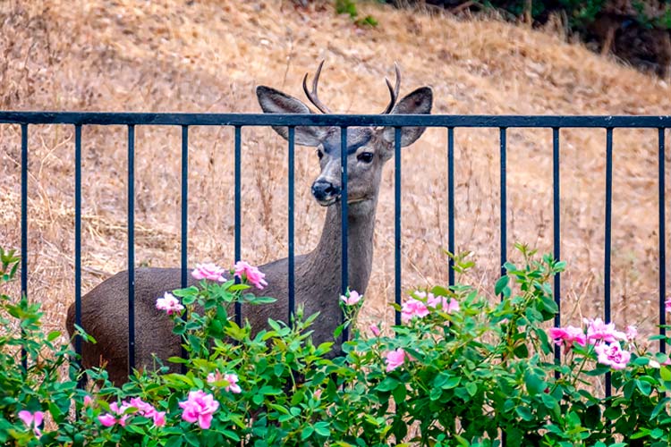 Young deer looks at roses in Tennessee backyard. Does Home Insurance Cover Deer Invasion and Destruction in Tennessee?