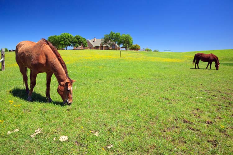 What does equine insurance cover in South Carolina
