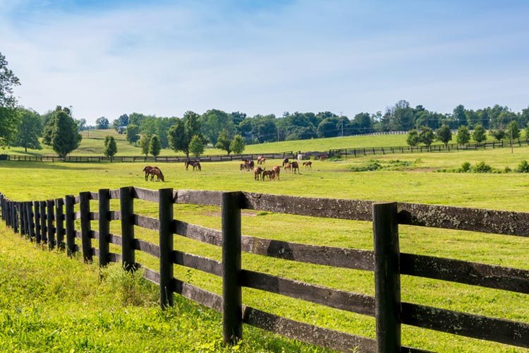 Kentucky Horse Farm Insurance
