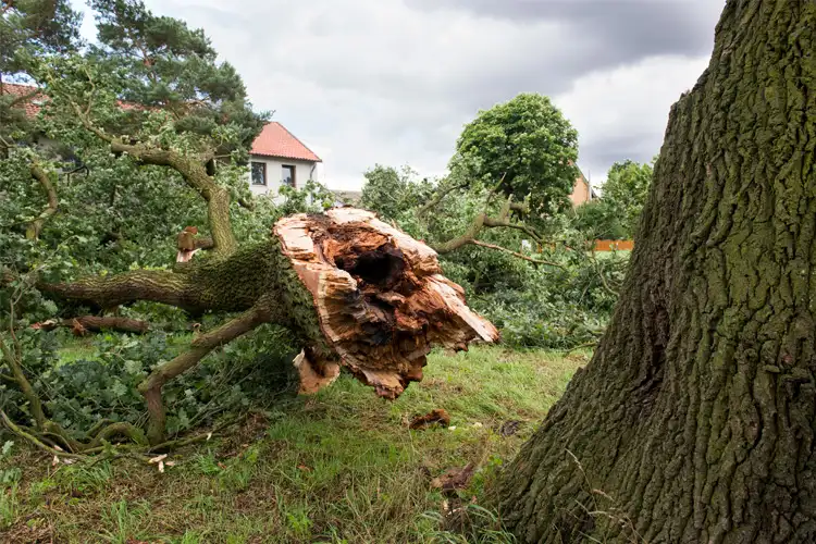 Neighborhood storm damage. Who pays if a storm knocks a neighbors tree onto my property?