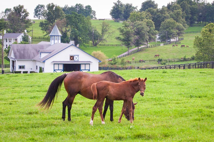 Kentucky Farm and Ranch Insurance 