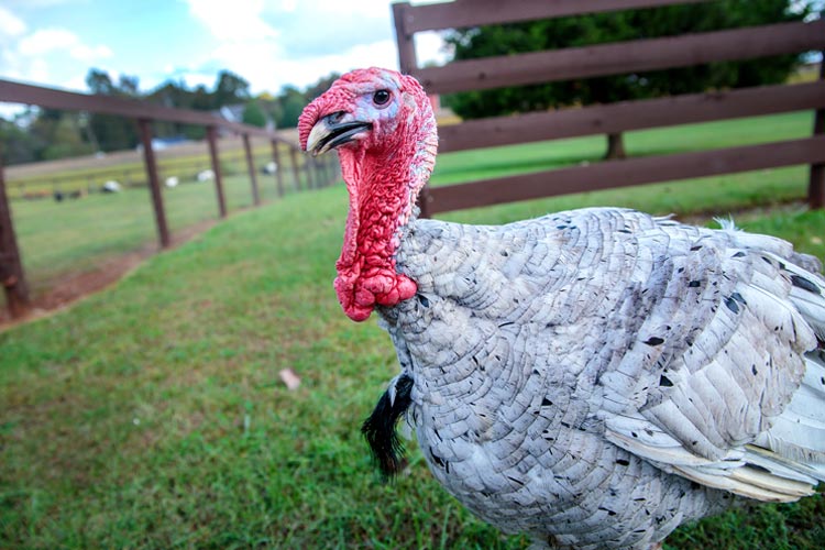 Tennessee Turkey Farm Insurance