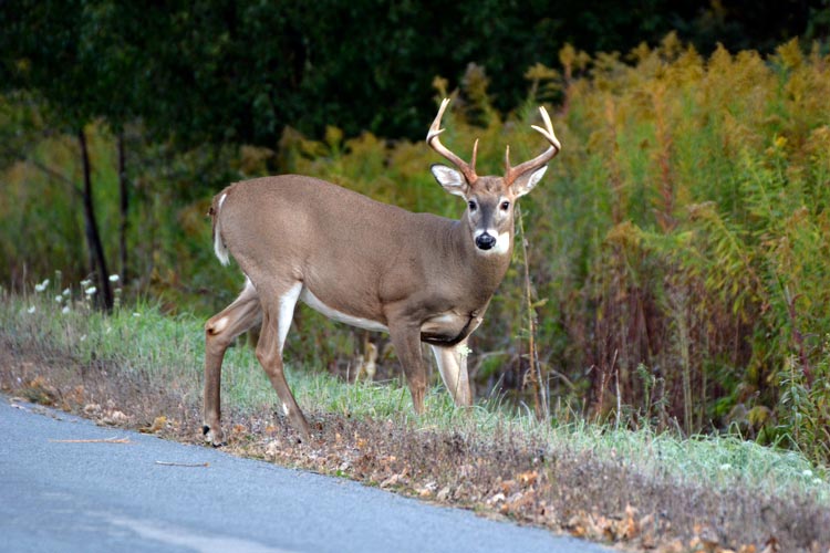Does car insurance cover hitting a deer