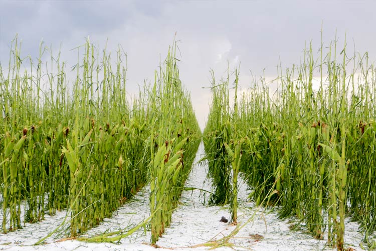 How does crop hail insurance work in Mississippi