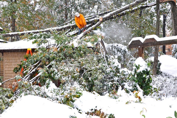 Does Homeowners Insurance Cover Tree Removal after a Storm in Illinois