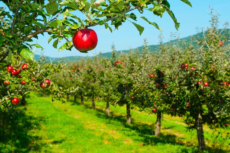 Tennessee Apple Orchard Insurance